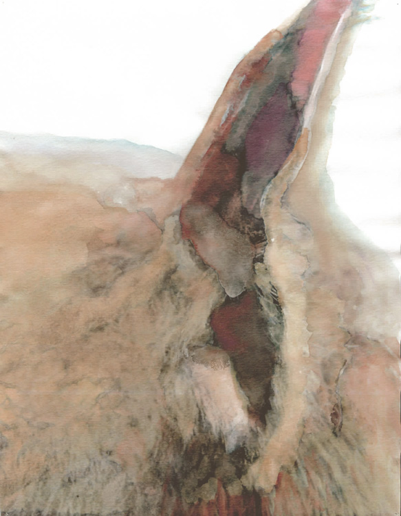 thylacine_01